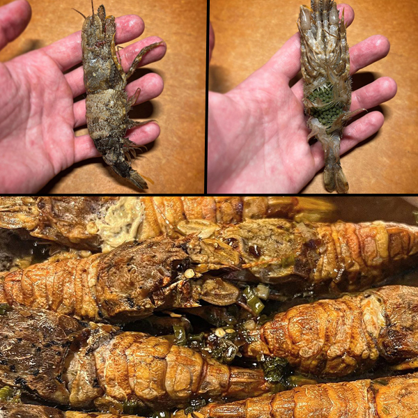 Rock shrimp from the St. Lawrence.
