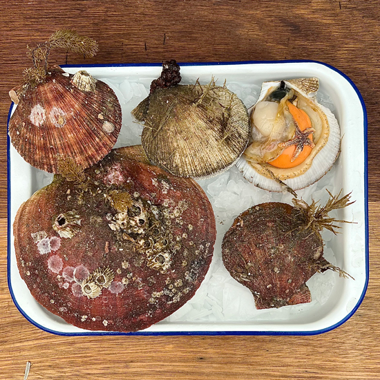Scallops in shell